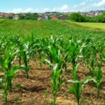 The Purpose of a Termite Inspection