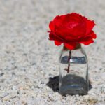 Adobe Express vs. Canva: Which One Should You Choose?