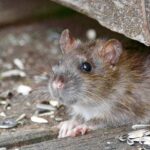 How to Choose the Perfect Basin for Your Bathroom