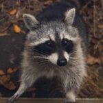 How Trucking Accounting Software Can Streamline Your Business Operations