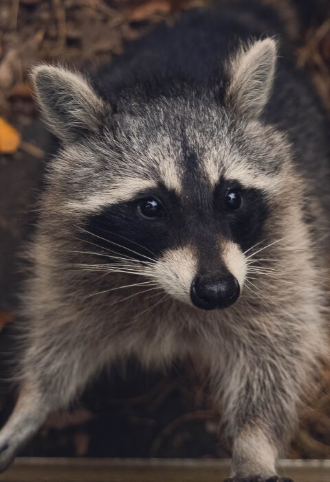 Racoon removal