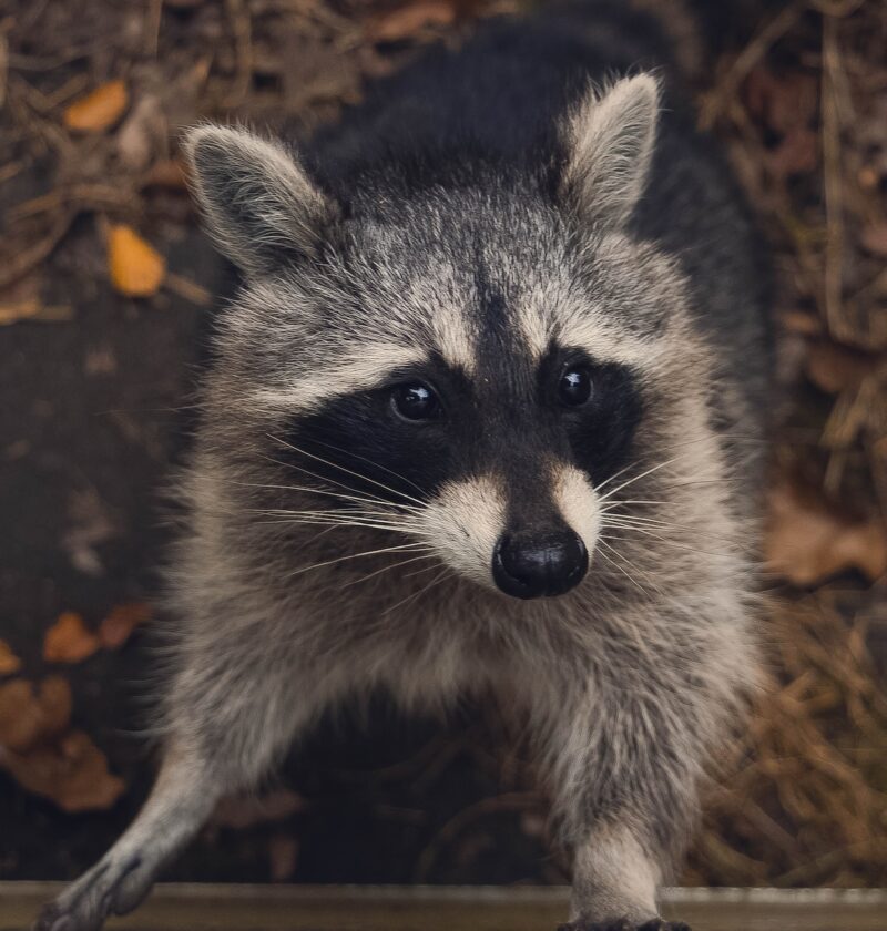 Racoon removal