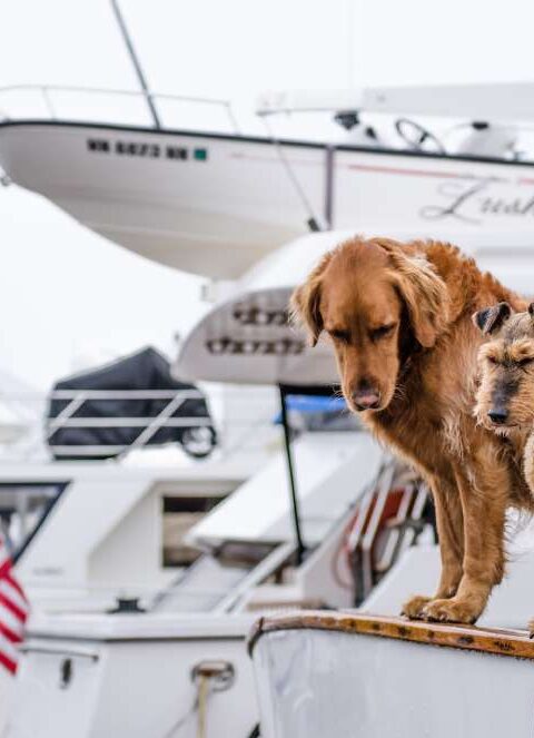 Ensuring a Safe and Comfortable Journey for Your Furry Friend