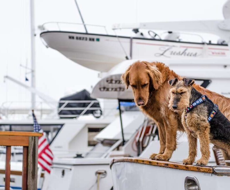 Ensuring a Safe and Comfortable Journey for Your Furry Friend