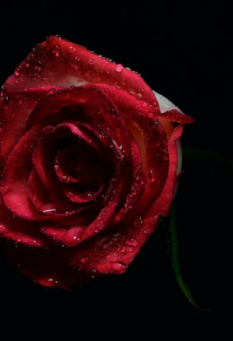 How to Pick the Perfect Valentine’s Day Bouquet for Everyone You Love