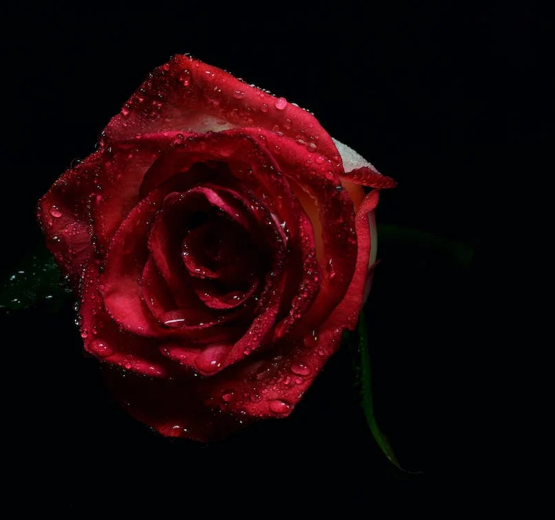 How to Pick the Perfect Valentine’s Day Bouquet for Everyone You Love