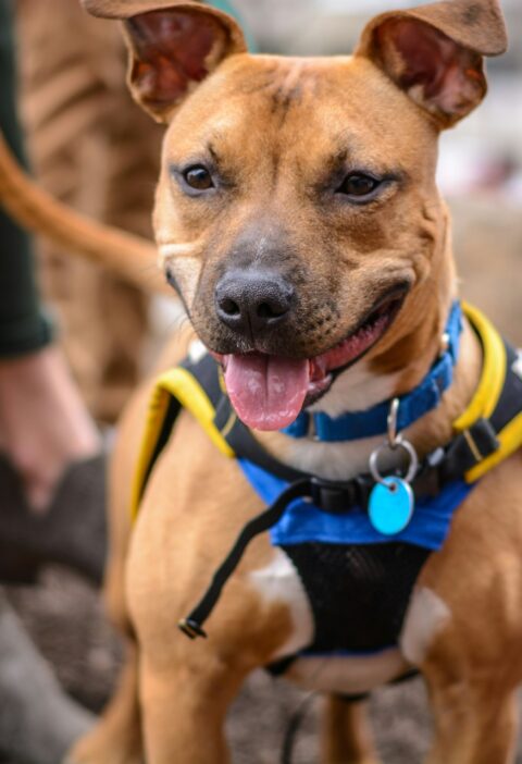 Enhancing Your Dog's Comfort and Safety