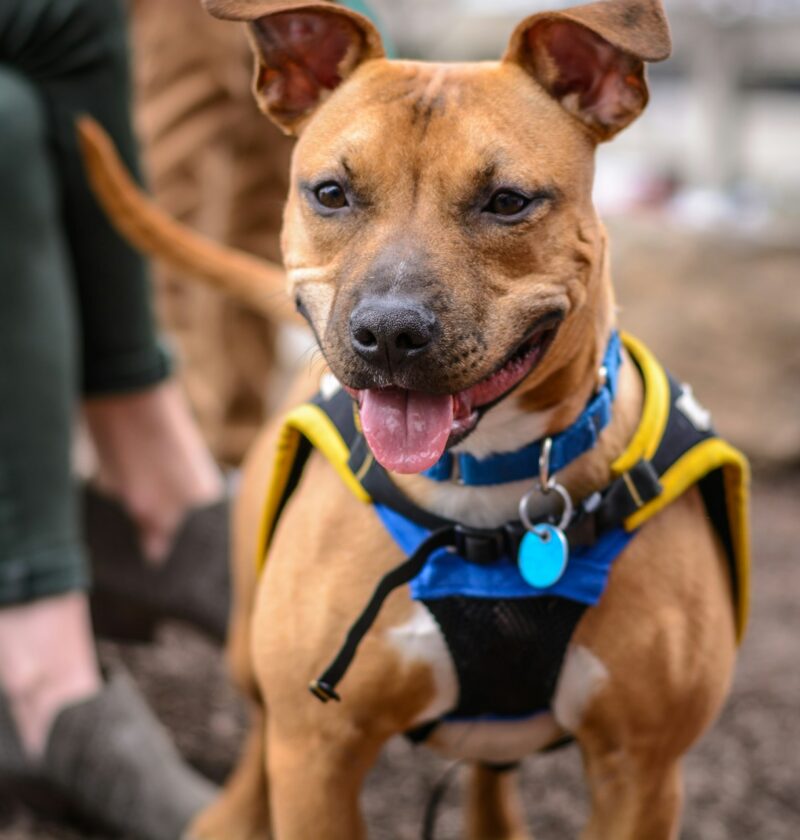 Enhancing Your Dog's Comfort and Safety