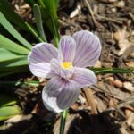 Understanding the Lifespan of Your Home’s Roof: What You Need to Know