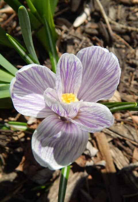 Revitalizing Lebanon County Gardens: The Ultimate Guide to Mulching