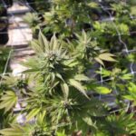 The Ultimate Guide to Choosing the Perfect 30mm Scope Mount