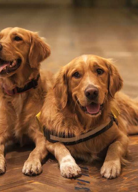 Ensuring Pet Comfort and Security