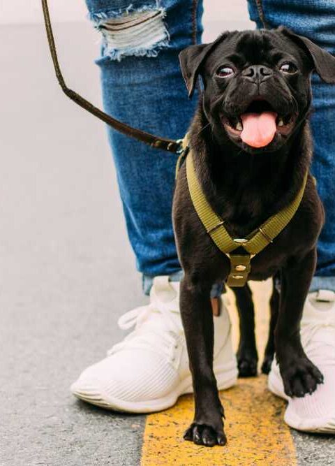 How a Well-Designed Dog Harness Enhances Your Pet's Safety and Comfort