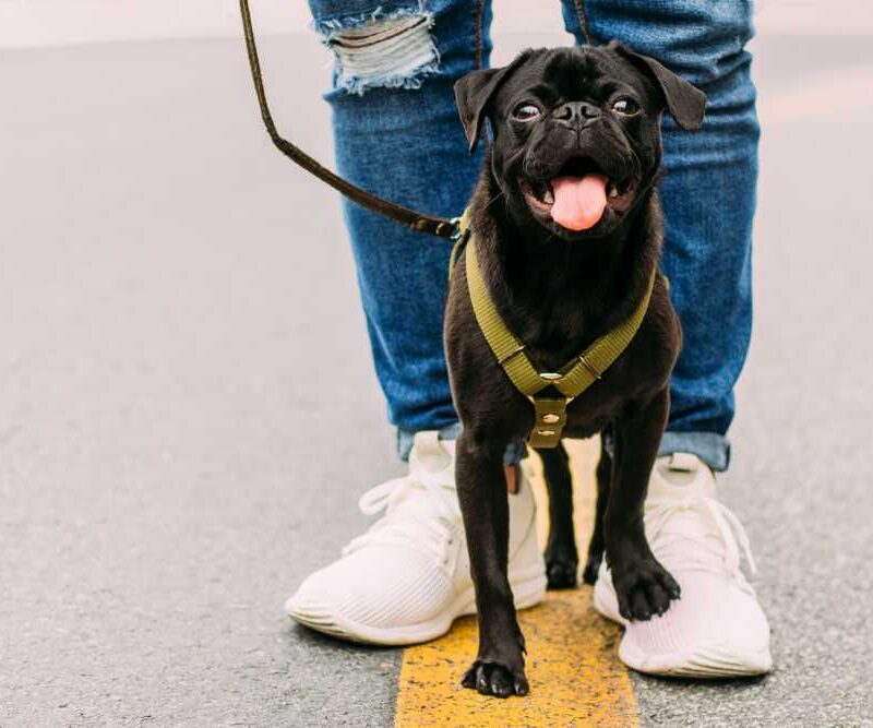 How a Well-Designed Dog Harness Enhances Your Pet's Safety and Comfort