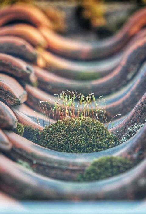 The Benefits of Regular Moss Removal