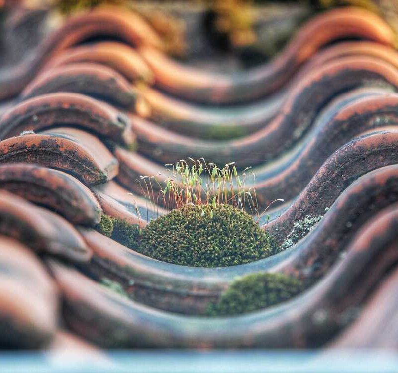 The Benefits of Regular Moss Removal