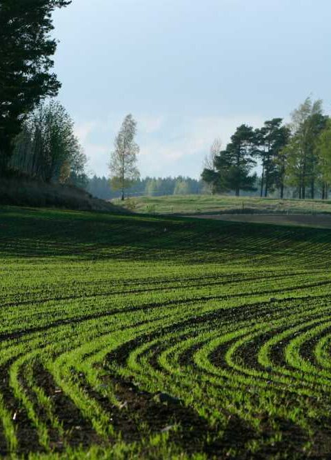 The Essential Guide to Maintaining Healthy Turf