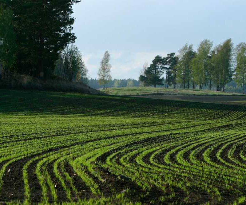 The Essential Guide to Maintaining Healthy Turf