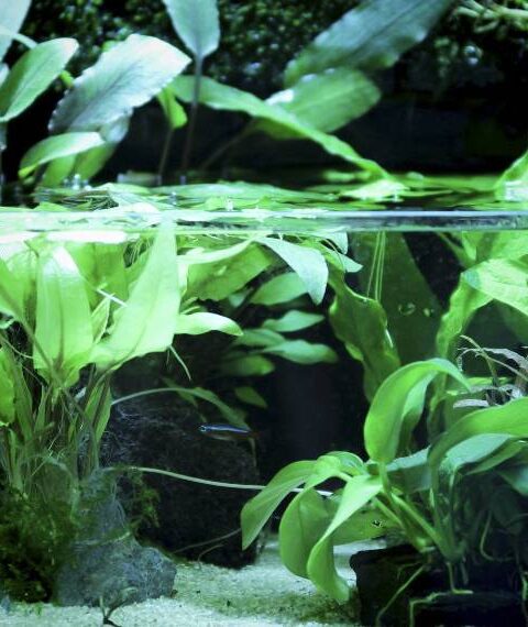 A Guide to Creating a Serene and Stunning Water Garden