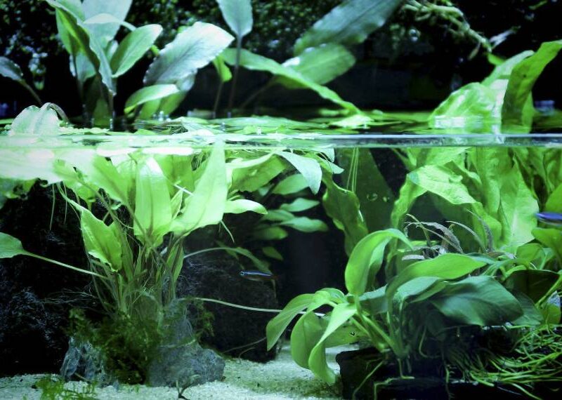 A Guide to Creating a Serene and Stunning Water Garden