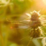 The Ultimate Guide to Professional Home Garage Door Repairs