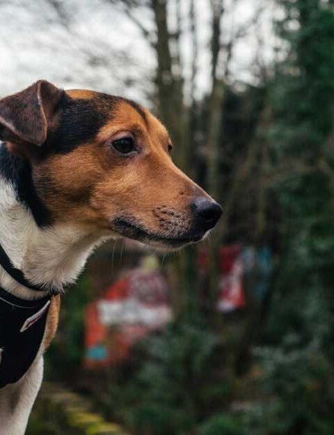 Benefits of Using a Harness for Your Dog