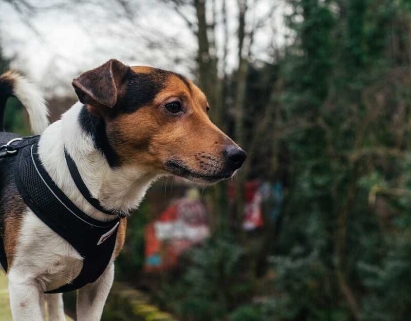 Benefits of Using a Harness for Your Dog