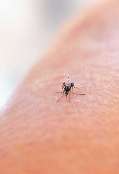 Combatting the Mosquito Menace in Texas