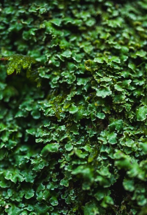 DIY vs. Professional Hedge Trimming