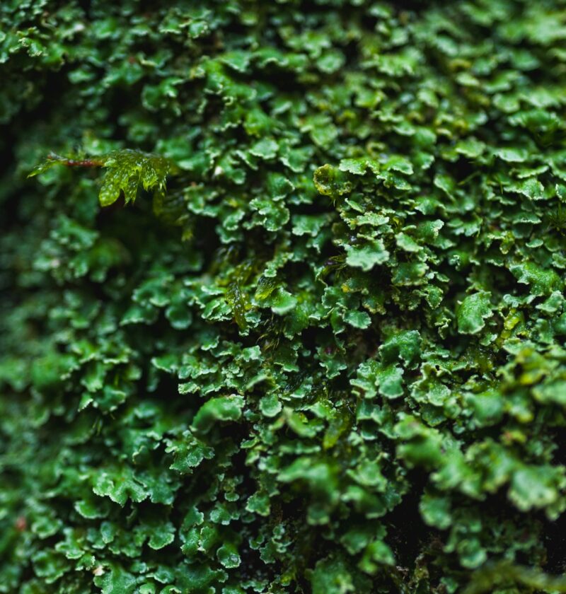 DIY vs. Professional Hedge Trimming