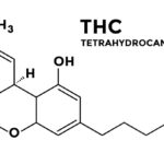 Mastering the Art of Window Replacement: A Homeowner’s Guide
