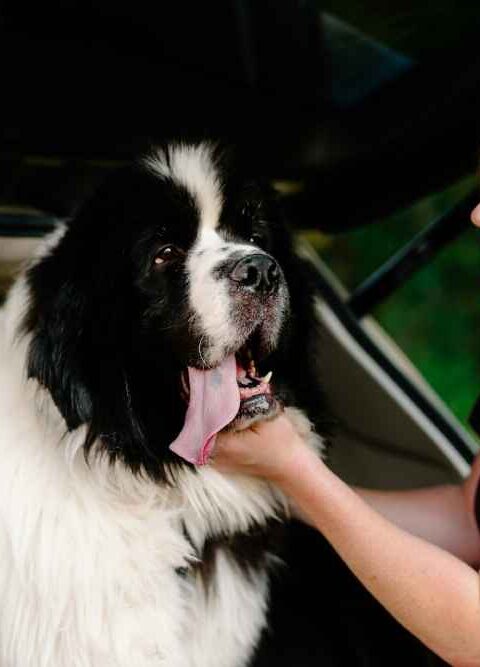 Strengthen Your Bond with an Aging Pet