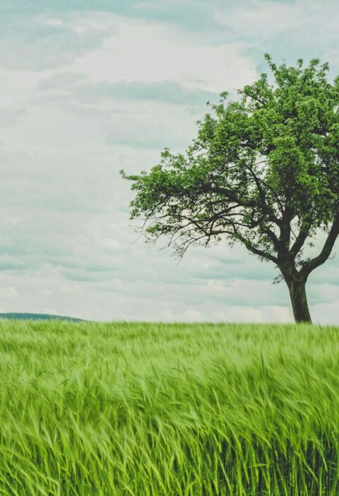 Tree Tribute To A Loved One