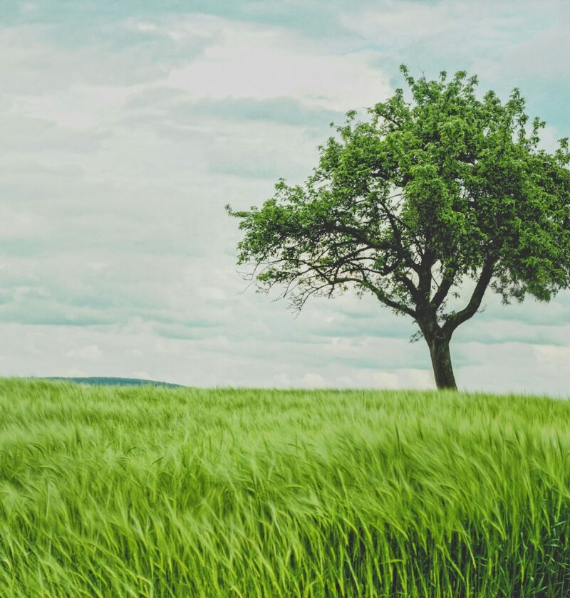 Tree Tribute To A Loved One