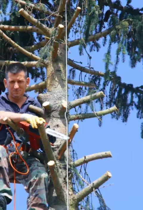 Essential Tree Care Practices