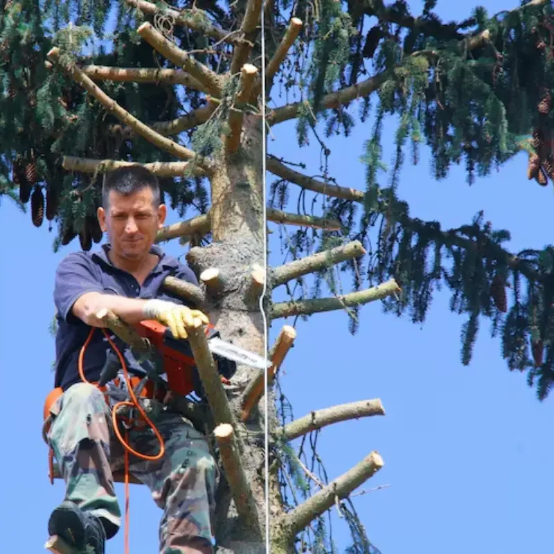 Essential Tree Care Practices