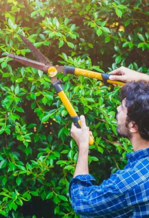 Seasonal Tree Care Tips