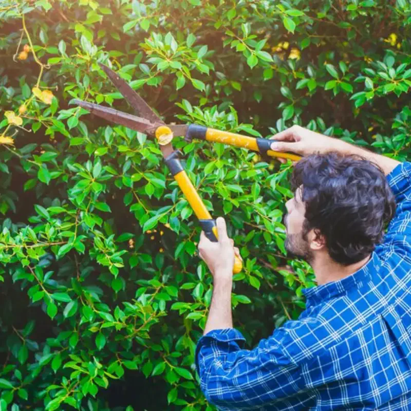 Seasonal Tree Care Tips